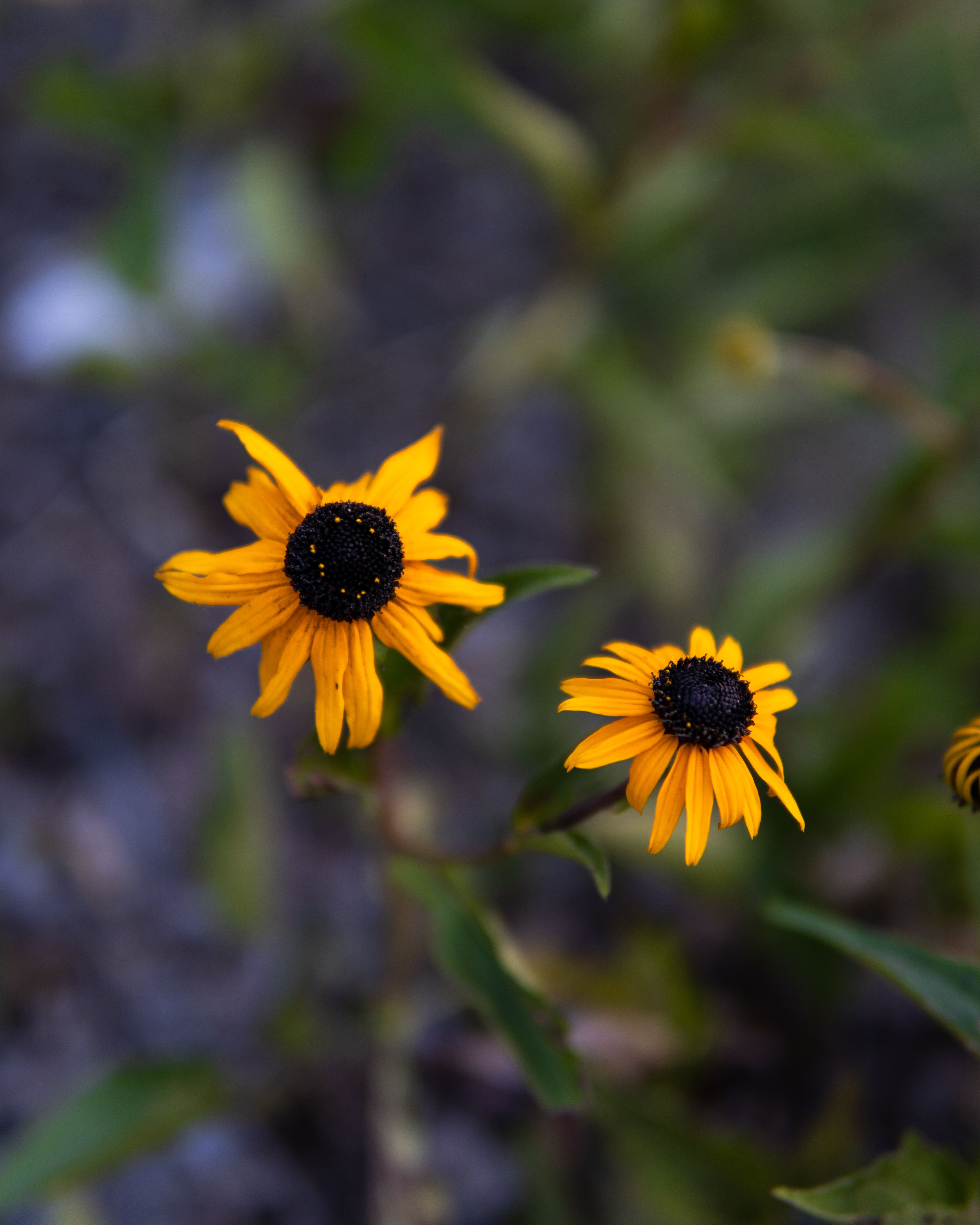 Northern Michigan, photo 17.